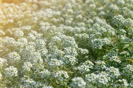 a lot of small daisies in sunny weatherの写真素材