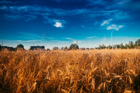 field of wheat blue sky in sunny dayの写真素材