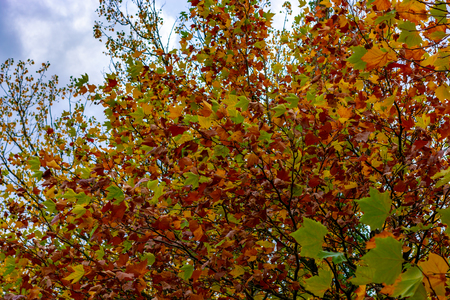trees with yellow red and green leaves against the skyの写真素材