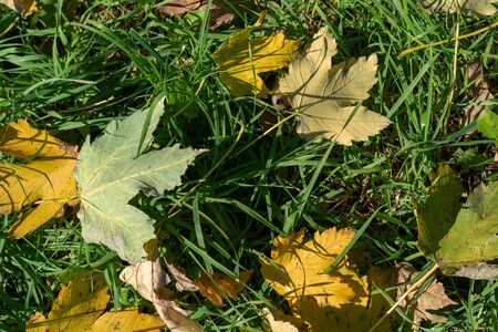 yellow leaves on green grass in the autumn sunny weatherの写真素材