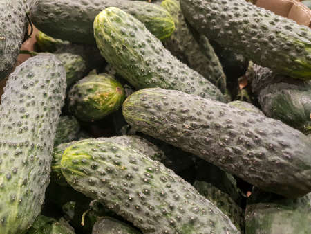 Organic cucumbers on the store, cucumbers close-upの写真素材