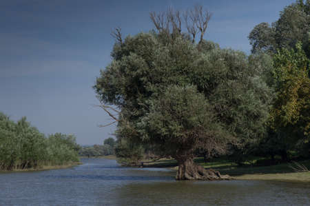Big Tree in the Danube