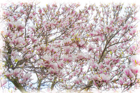 tulip tree on springの写真素材