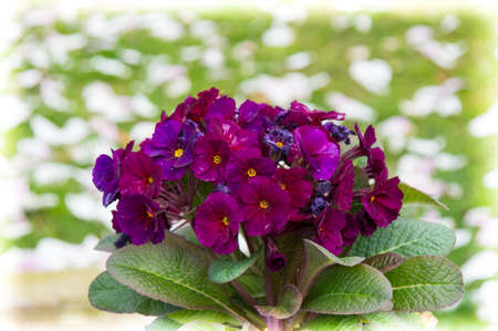 purple flowerの写真素材