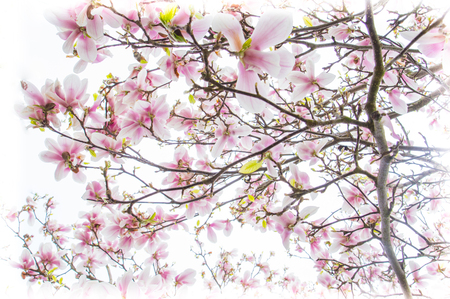 tulip tree on springの写真素材
