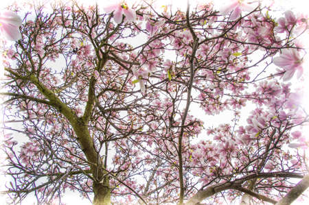 tulip tree on springの写真素材