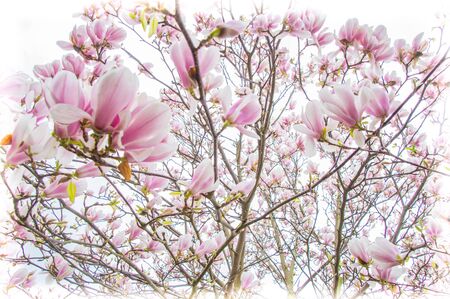 tulip tree on springの写真素材