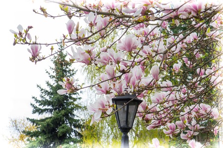 tulip tree on springの写真素材