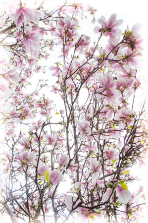 tulip tree on springの写真素材
