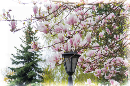 tulip tree on springの写真素材