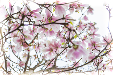 tulip tree on springの写真素材