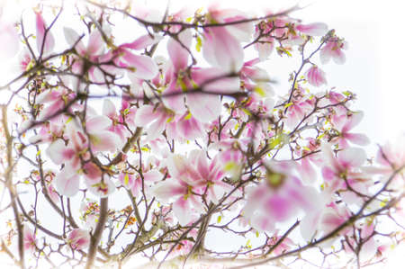 tulip tree on springの写真素材