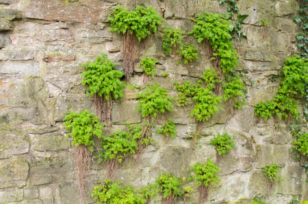 old wall and some plantsの写真素材