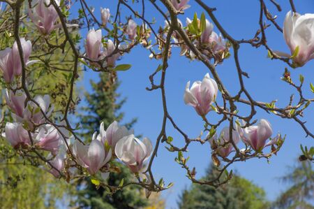 a tulip tree on springの写真素材
