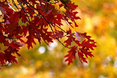 Autumn leaves の写真素材