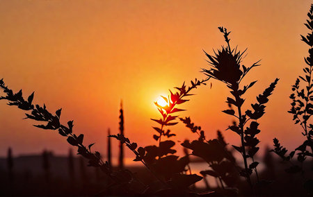 Silhouettes of plants against a sunset background. Place for text.の素材