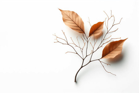 Dried leaves on a branch, an elegant natural composition. Space for textの素材