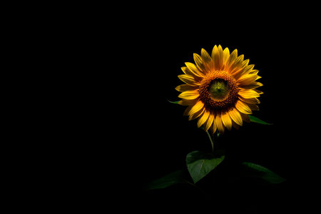 A lonely sunflower on a black background in a ray of light. Space for textの素材