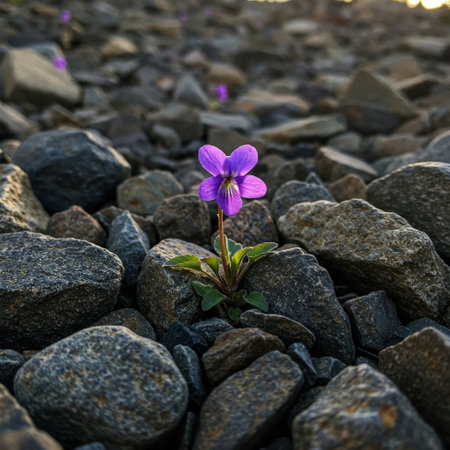 Violet among the stones at sunsetの素材
