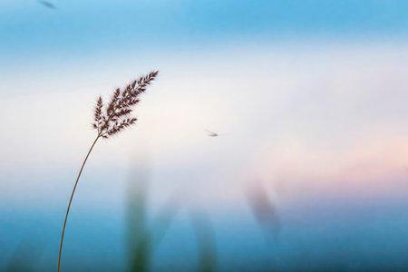 A lonely blade of grass against the sky. Space for textの素材