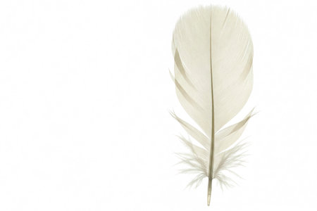 Light feather on a white background with soft shadows. Space for textの素材