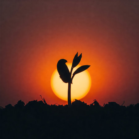 A sprouted sprout against the background of the setting sunの素材