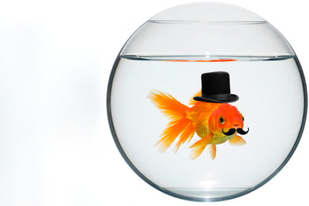 Aquarium goldfish with a top hat and whiskers. Space for textの素材