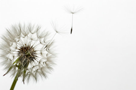 Dandelion with flying seeds on a white background. Space for textの素材