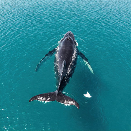 A huge whale swims next to a paper shipの素材