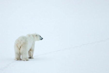 A polar bear walks through the snow, leaving footprintsの素材