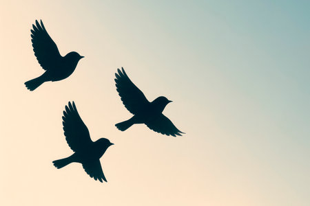 Three silhouettes of birds in flight. Space for textの素材