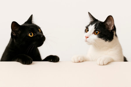 Two cats, black and white and black, are looking upの素材