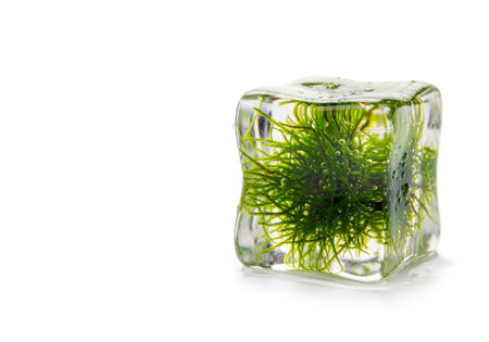 A cube of ice with a green plant inside. Space for textの素材
