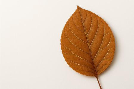 Autumn leaf with gold veins on a light background. Space for textの素材
