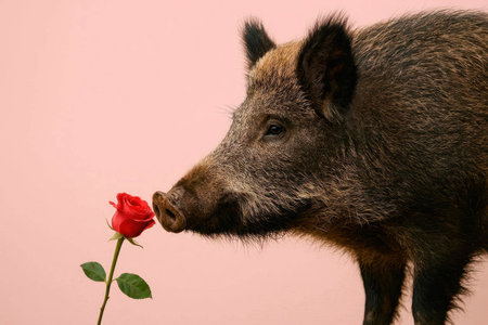 Wild boar sniffing a red rose on a pink background. Space for textの素材
