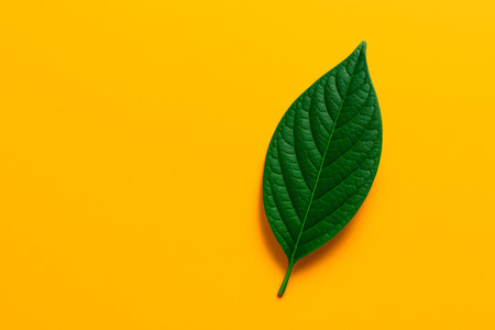 A green leaf on a bright yellow background. Space for textの素材