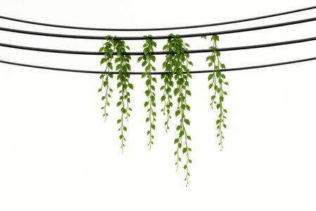 Green vines hang from black wires. Space for textの素材