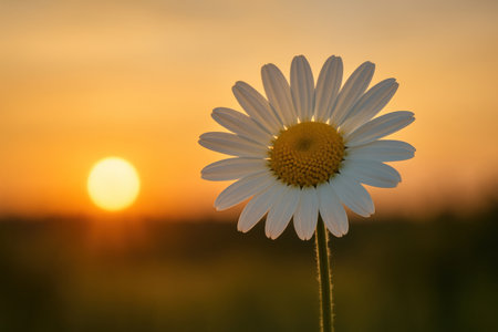 A lonely chamomile against the background of a sunny sunset. Space for textの素材