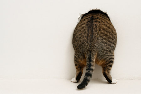 The cat crawls into a hole in the wall. Space for textの素材