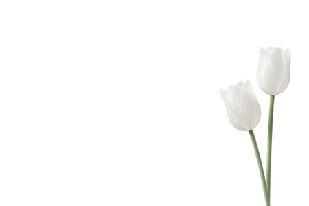 Two white tulips on a light background. Space for textの素材