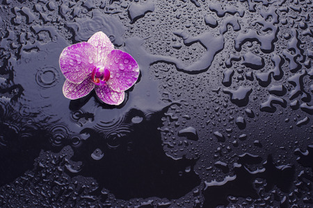 orchid on a black background with raindropsの写真素材