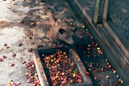 Luwak (civet cat) eating coffee bean : Luwak Coffee is the world most expensive coffee