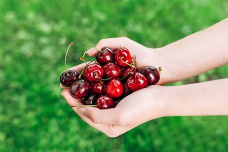 Organic fruit. Farmers hands with freshly harvested fruit. Fresh organic cherries.