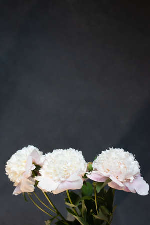 Three white peonies on a gray background with space for text. Flat lay, top view.の写真素材