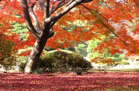 Red mapleの写真素材