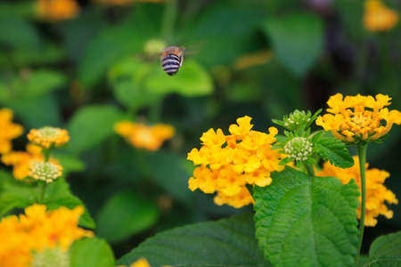 Bee fly over flowerの写真素材