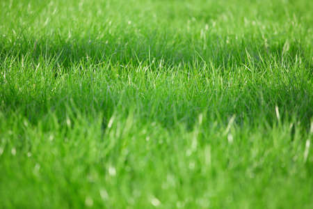 Green grass. Shallow DOF. Focus on center of image