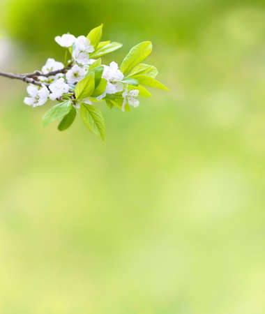 Tree branch with cherry flowers over natural green background
