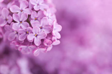 Fragrant lilac blossoms (Syringa vulgaris). Shallow depth of field, selective focusの写真素材