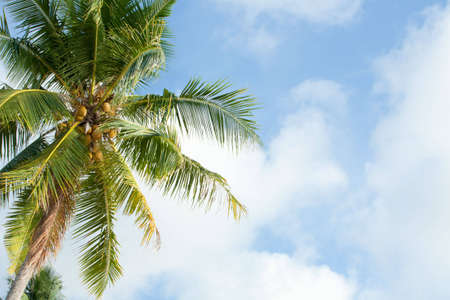 Palm tree on the sunny blue sky with white clouds. Concept of holiday at tropical islands.の写真素材